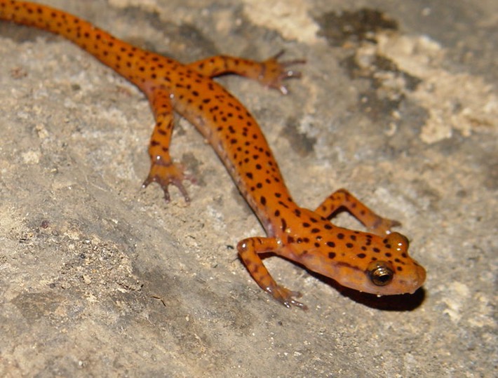 herps 2005 005 ELUC East TN