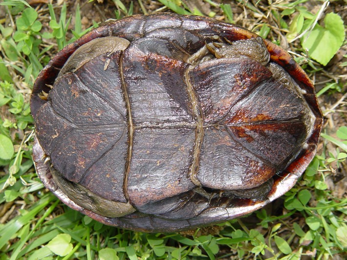 Herps 2005 006 Black Fox