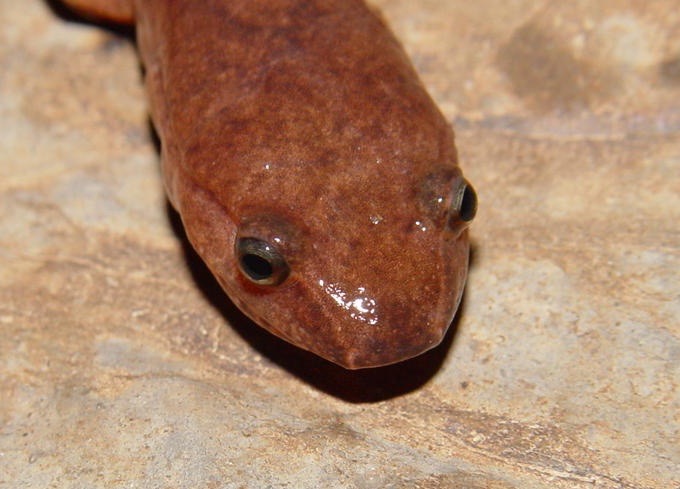 herps 2005 006 GPOR Knox