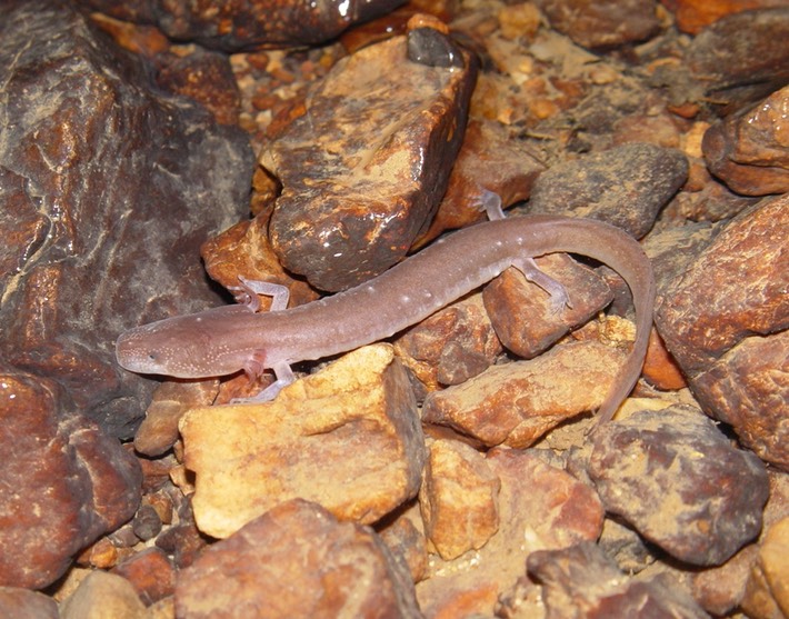 herps 2005 014 GGUL