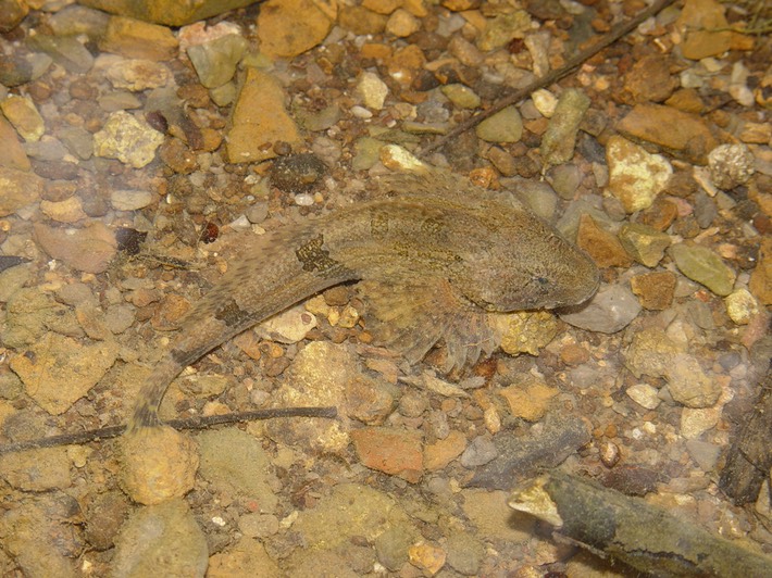 herps 2005 017 Rutherford