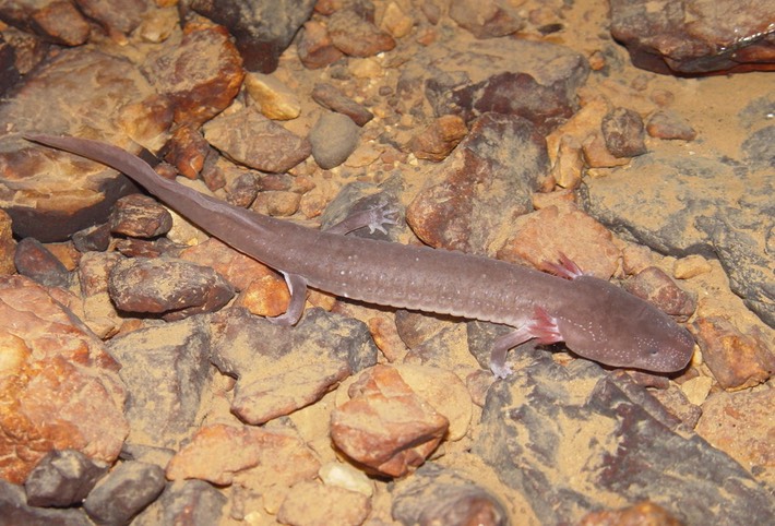 herps 2005 053 GGUL