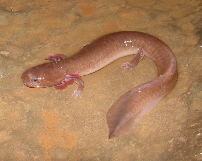 herps 2005 064 GPOR Knox
