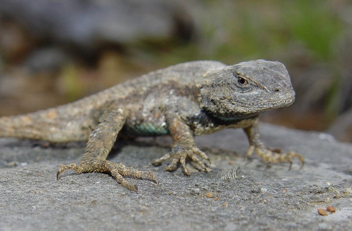 Herps 2005 065 SUND Flat Rock