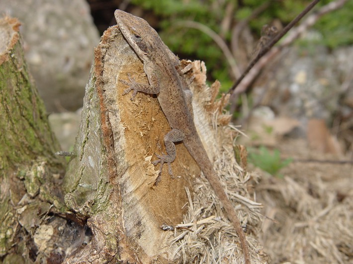 Herps 2005 065