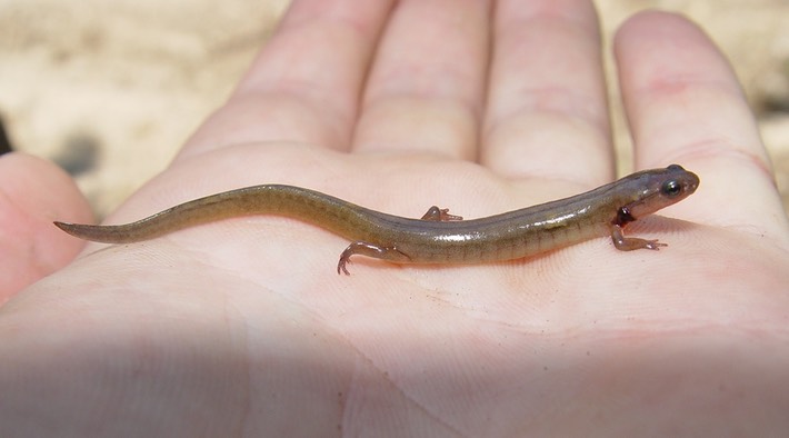 Herps 2005 069 Trous ECIR