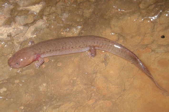 herps 2005 077 GPOR Knox