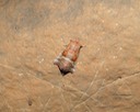 herps 2005 086 East TN Cave