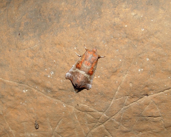 herps 2005 086 East TN Cave