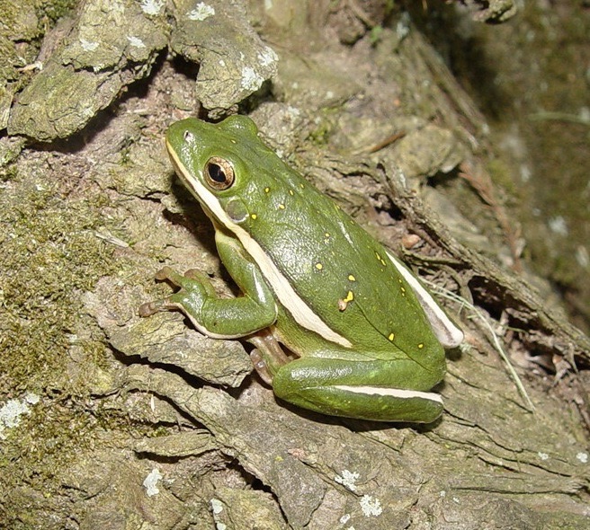 Herps 2005 090 (2)