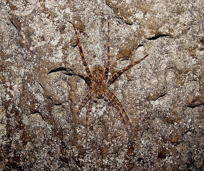 herps 2005 091 East TN Cave