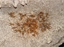 herps 2005 095 East TN Cave