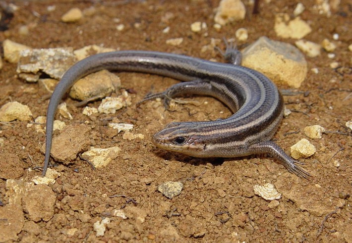 Herps 2005 100 PFAS Flat Rock