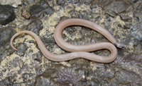 Herps 2005 101