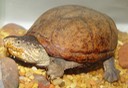 Herps 2005 111