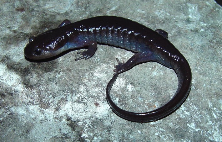 herps 2005 119 AMAC Coffee