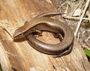 Herps 2005 126 STB