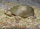 Herps 2005 133