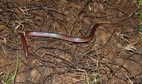herps 2005 150