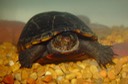 herps 2005 163