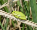 Herps 2005 218 (2)