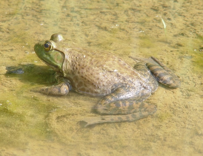 Herps 2005 281 (2) COL