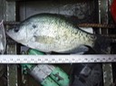 Herps 2005 369 Reelfoot