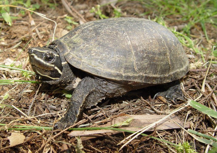 Herps 2005 410