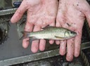 Herps 2005 442 Reelfoot