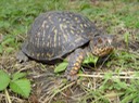 Herps 2005 460