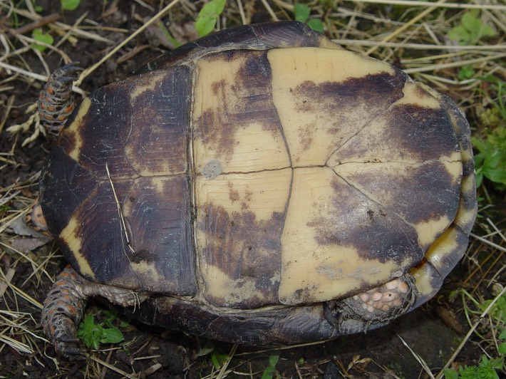 Herps 2005 483