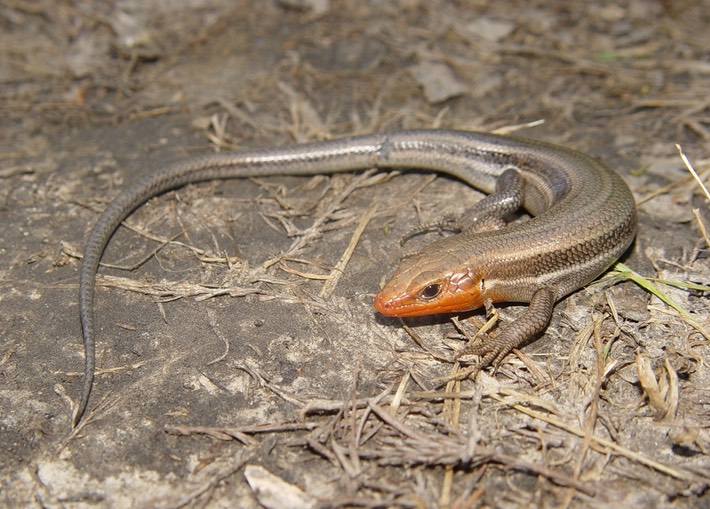 Herps 2005 679 PFAS Reelfoot