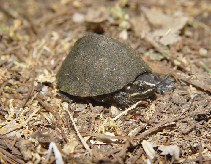 Herps 2005 851 (2)