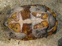 Herps 2005 869