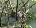 Herps 2005 883 (2)