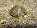 Herps 2005 944