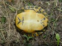 Herps 2005 946