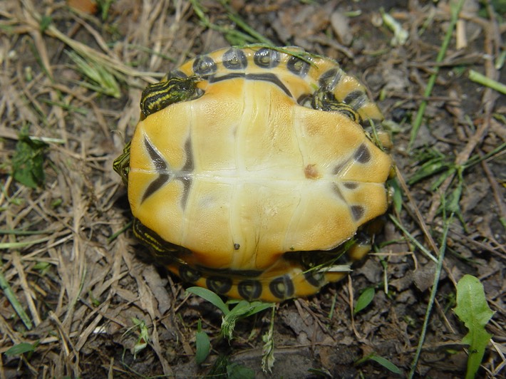 Herps 2005 946