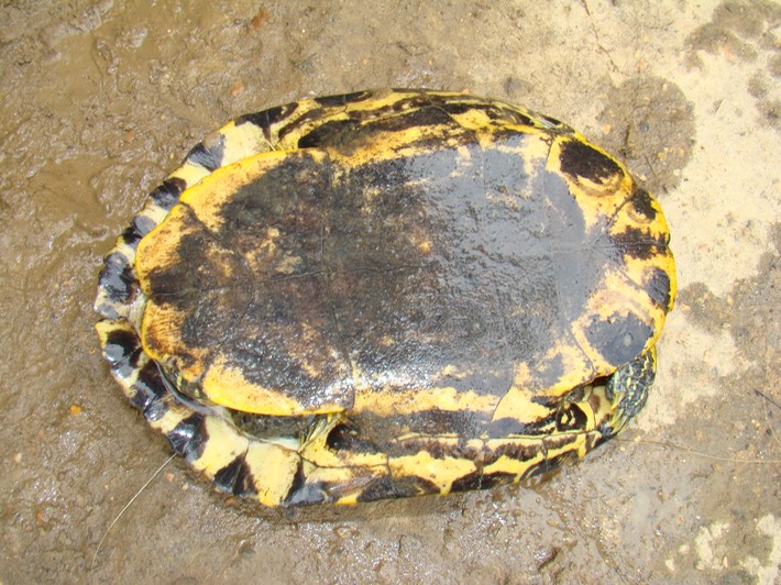 Herps Bollinger (69)