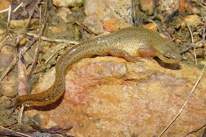 Herps Coffee (45) (2)