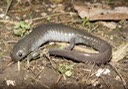 Herps Reel ATEX