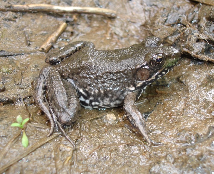 Green Frog, Mississippi County Amphibians and Reptiles of Louisiana