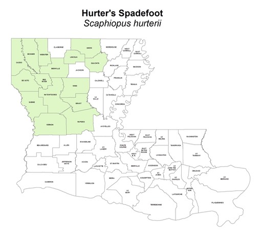 Hurter's_Spadefoot
