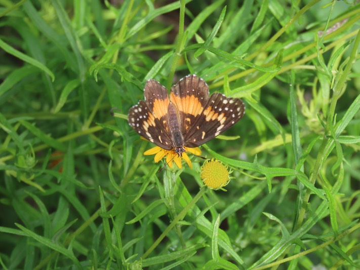 IMG_0113