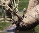 IMG_0148 copy