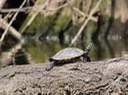 IMG_0817