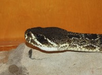 IMG 1534 (2)
