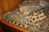 IMG 1550 (2)