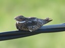 IMG_1863