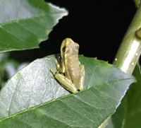 IMG 2054 copy